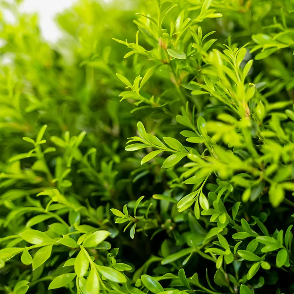 Korean Boxwood 5 Korean Boxwood - Image 5
