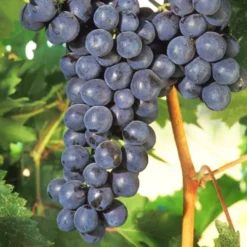 Fredonia Grape