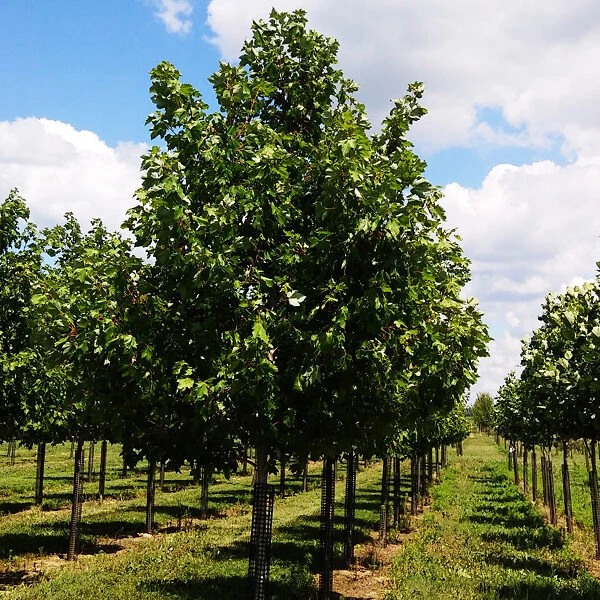 Frontier Elm 3 Frontier Elm - Image 3