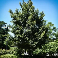 Frontier Elm 7 Frontier Elm -The Tree Center Frontier Elm 3 copy jpg webp