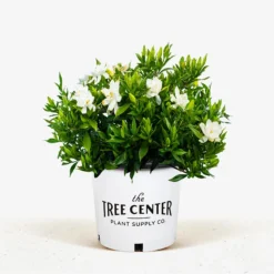 Frost Proof Gardenia