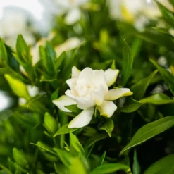 Frost Proof Gardenia -The Tree Center Frost Proof Gardenia 3G 03 copy 600x600 1