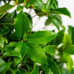 Fruitland Fortune's Osmanthus -The Tree Center Fruitland Fortunes Osmanthus 3G 02 copy 600x600 1