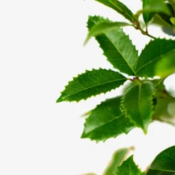 Fruitland Fortune's Osmanthus -The Tree Center Fruitland Fortunes Osmanthus 3G 04 copy 600x600 1