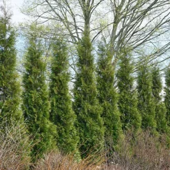 Full Speed A Hedge® American Pillar Arborvitae