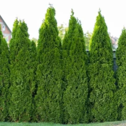 Full Speed A Hedge® American Pillar Arborvitae -The Tree Center Full Speed A Hedge American Pillar Arborvitae 2 copy jpg