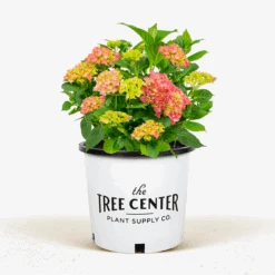 The Tree Center -The Tree Center Fuschia Glow Hydrangea 3G 01 600x600 1