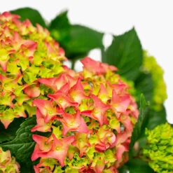 Fuschia Glow Hydrangea -The Tree Center Fuschia Glow Hydrangea 3G 04 copy 2 600x600 1