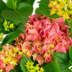 Fuschia Glow Hydrangea -The Tree Center Fuschia Glow Hydrangea 3G 06 copy 2 600x600 1