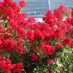 Garnet Queen™ Emerald Empire® Crape Myrtle -The Tree Center Garnet Queen Emerald Empire Crape Myrtle 2 copy 600x600 1