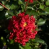 Garnet Queen™ Emerald Empire® Crape Myrtle