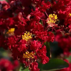 Garnet Queen™ Emerald Empire® Crape Myrtle -The Tree Center Garnet Queen Emerald Empire Crape Myrtle 4 copy jpg