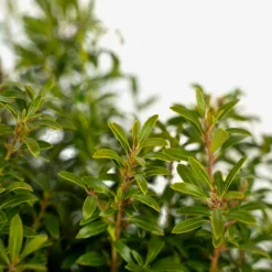 Gem Box® Inkberry Holly -The Tree Center Gem Box Holly 3G 03 600x600 1