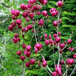 Genie Magnolia -The Tree Center Genie Magnolia 4 copy jpg webp