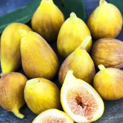 Ghost Hill™ Fig -The Tree Center Ghost Hill Fig 2 copy jpg webp