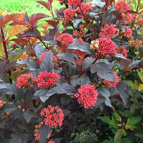 Ginger Wine® Ninebark 3 Ginger Wine® Ninebark - Image 3