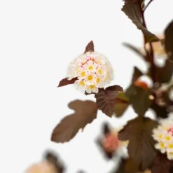 Ginger Wine® Ninebark