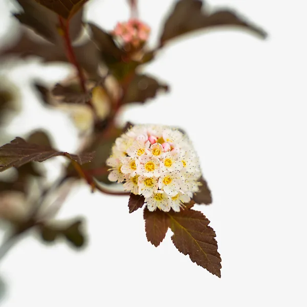 Ginger Wine® Ninebark 2 Ginger Wine® Ninebark - Image 2