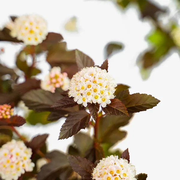 Ginger Wine® Ninebark 4 Ginger Wine® Ninebark - Image 4