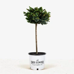 Globe Blue Spruce - Tree Form