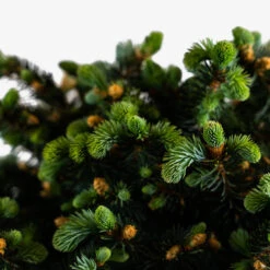 Globe Blue Spruce - Tree Form -The Tree Center Globe Blue Spruce Tree Form 5G 02 600x600 1