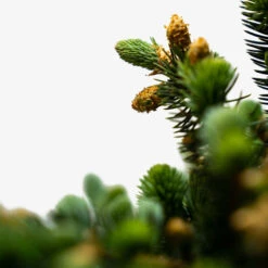 Globe Blue Spruce - Tree Form -The Tree Center Globe Blue Spruce Tree Form 5G 03 600x600 1