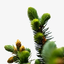 Globe Blue Spruce - Tree Form -The Tree Center Globe Blue Spruce Tree Form 5G 05 600x600 1