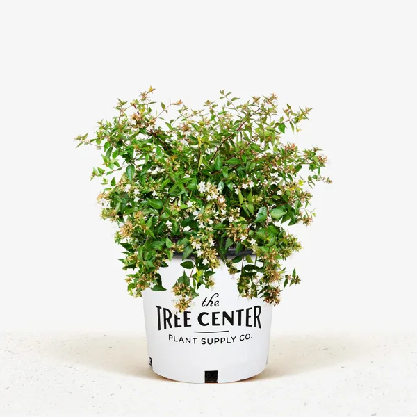 Glossy Abelia 2 Glossy Abelia - Image 2