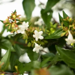 Glossy Abelia 7 Glossy Abelia -The Tree Center Glossy Abelia 3G 02 new 600x600 1