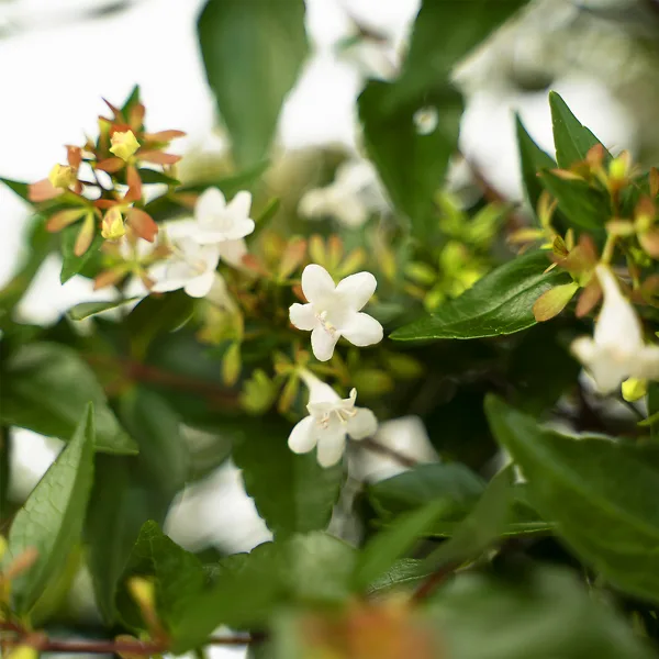 Glossy Abelia 3 Glossy Abelia - Image 3
