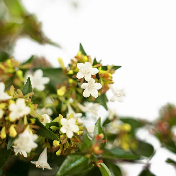 Glossy Abelia 1 Glossy Abelia