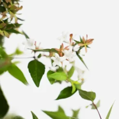 Glossy Abelia 9 Glossy Abelia -The Tree Center Glossy Abelia 3G 04 600x600 1