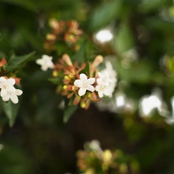 Glossy Abelia 4 Glossy Abelia - Image 4