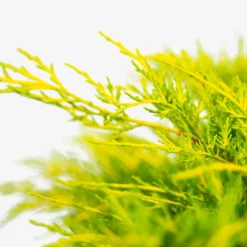 Gold Coast® Juniper -The Tree Center Gold Coast Juniper 3G 03 copy 600x600 1