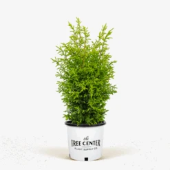 Gold Cone Juniper -The Tree Center Gold Cone Juniper 2G 01 600x600 1
