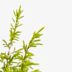 Gold Cone Juniper -The Tree Center Gold Cone Juniper 2G 02 copy 1 600x600 1