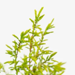 Gold Cone Juniper -The Tree Center Gold Cone Juniper 2G 07 copy 1 600x600 1