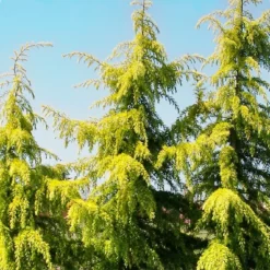 Golden Deodar Cedar 7 Golden Deodar Cedar -The Tree Center Gold Deodar Cedar 1 jpg