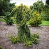 Gold Drift Norway Spruce