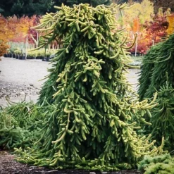 Gold Drift Norway Spruce 5 Gold Drift Norway Spruce -The Tree Center Gold Drift Norway Spruce 3 copy jpg webp