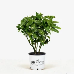 Gold Dust Aucuba Plant 9 Gold Dust Aucuba Plant -The Tree Center Gold Dust Aucuba 3G 01 jpg 600x600 1