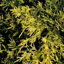 Gold Lace Juniper 7 Gold Lace Juniper -The Tree Center Gold Lace Juniper 1 copy 600x600 1
