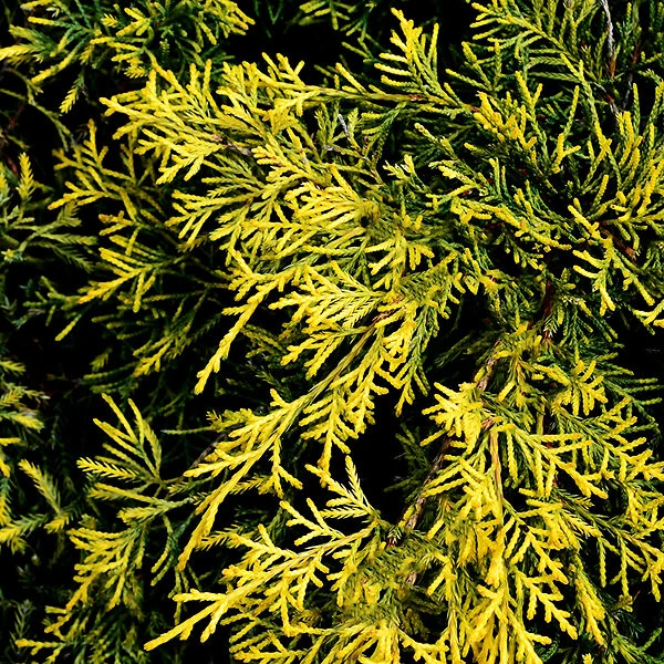 Gold Lace Juniper 4 Gold Lace Juniper - Image 4