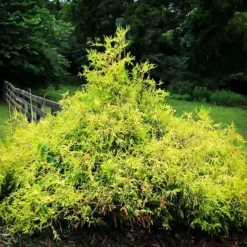 Gold Lace Juniper 6 Gold Lace Juniper -The Tree Center Gold Lace Juniper 3 copy jpg webp