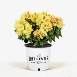 Gold Prinz Rhododendron -The Tree Center Gold Prinz Rhododendron 3G 01 jpg 600x600 1