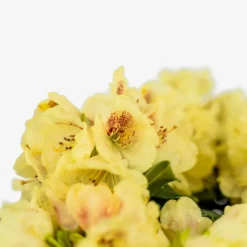 Gold Prinz Rhododendron