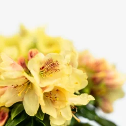 Gold Prinz Rhododendron -The Tree Center Gold Prinz Rhododendron 3G 05 copy 600x600 1