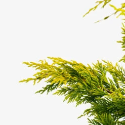 Gold Rider Leyland Cypress -The Tree Center Gold Rider Leyland Cypress 3G 02 600x600 1