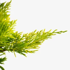 Gold Rider Leyland Cypress -The Tree Center Gold Rider Leyland Cypress 3G 03 600x600 1