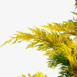 Gold Rider Leyland Cypress -The Tree Center Gold Rider Leyland Cypress 3G 04 600x600 1